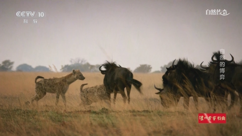《自然传奇》 20250917 自然的博弈
