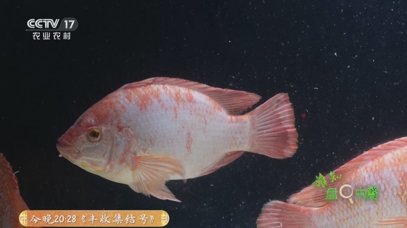 《谁知盘中餐》 20250922 丰收来敲门 鱼儿满舱迎丰年