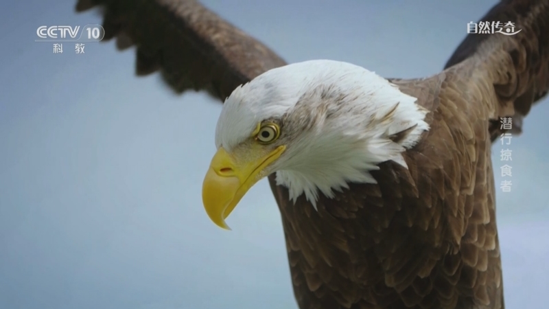 《自然传奇》 20250925 潜行掠食者