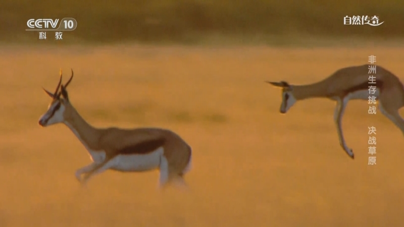 《自然传奇》 20251003 非洲生存挑战 决战草原