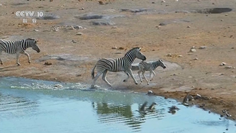 《自然传奇》 20251005 非洲生存挑战 危险水域