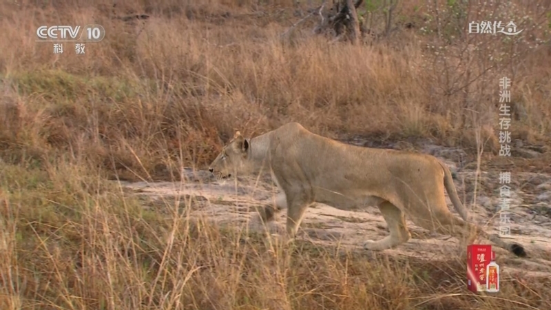 《自然传奇》 20251006 非洲生存挑战 捕食者乐园