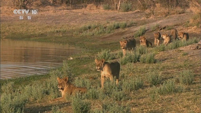 《自然传奇》 20251009 萨武蒂的掠食动物