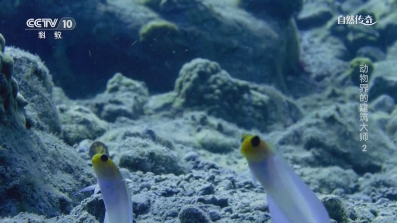 《自然传奇》 20251011 动物界的建筑大师 2