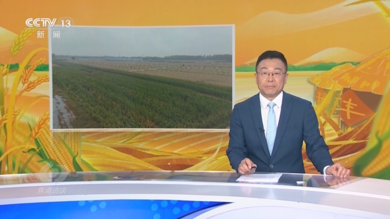 《焦点访谈》 20251015 战阴雨 抢秋收