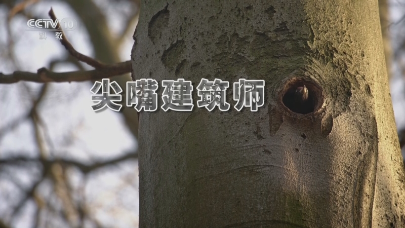 《自然传奇》 20251018 尖嘴建筑师