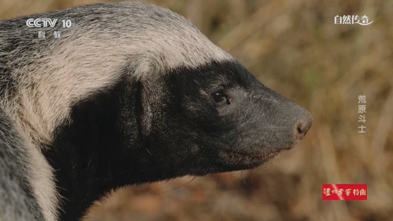 《自然传奇》 20251019 荒原斗士