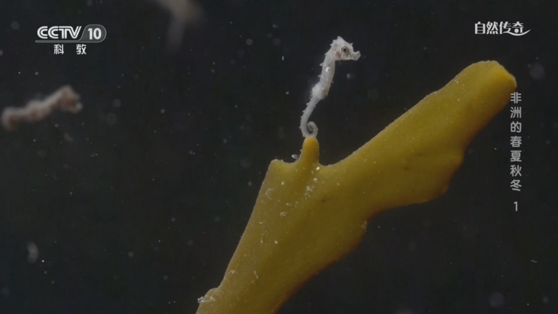 《自然传奇》 20251020 非洲的春夏秋冬 1