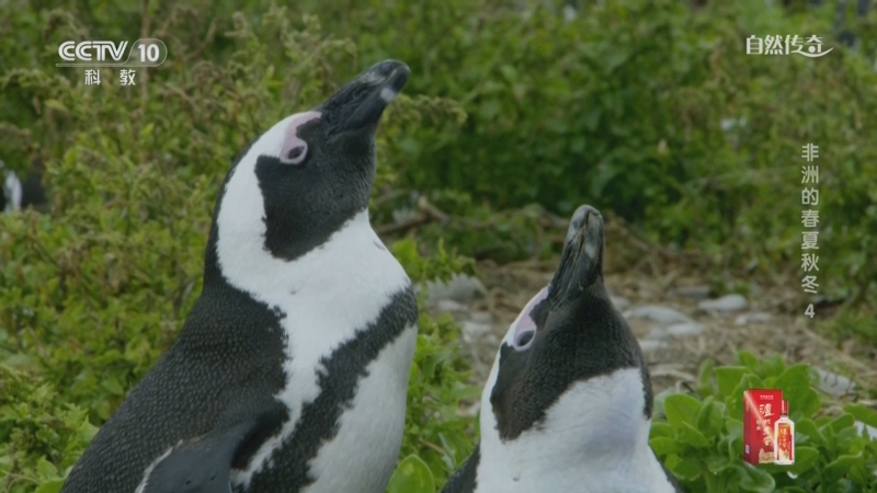 《自然传奇》 20251023 非洲的春夏秋冬 4