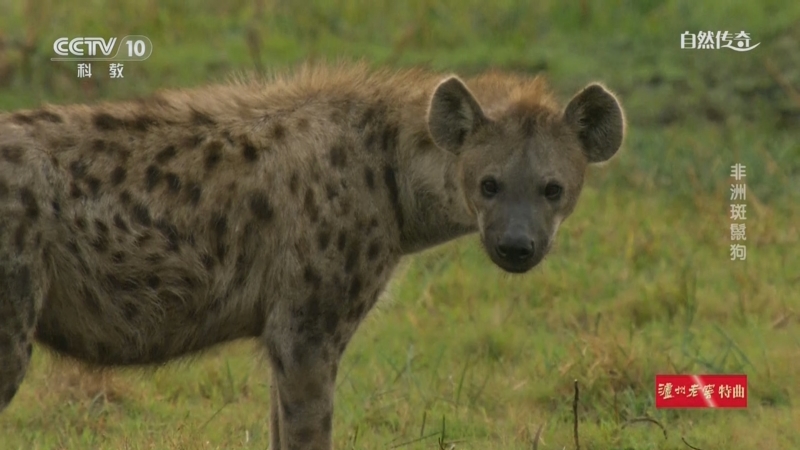 《自然传奇》 20251102 非洲斑鬣狗