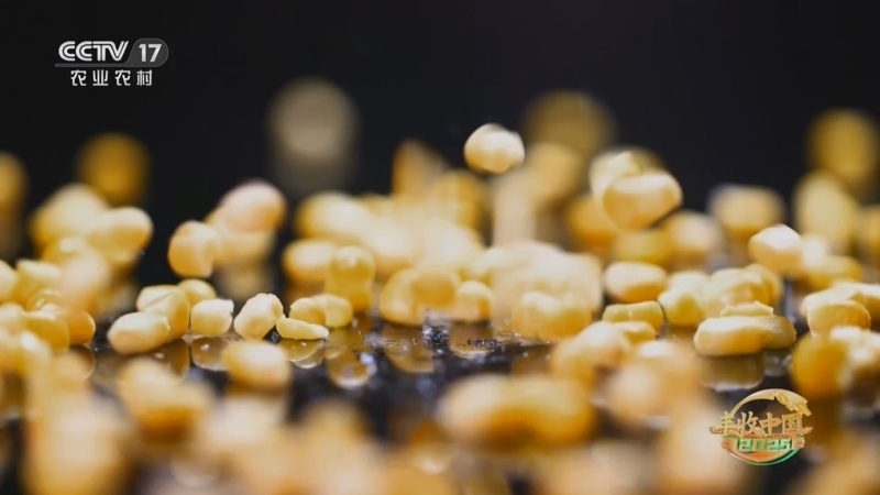 《谁知盘中餐》 20251114 丰收来敲门 主粮焕新颜