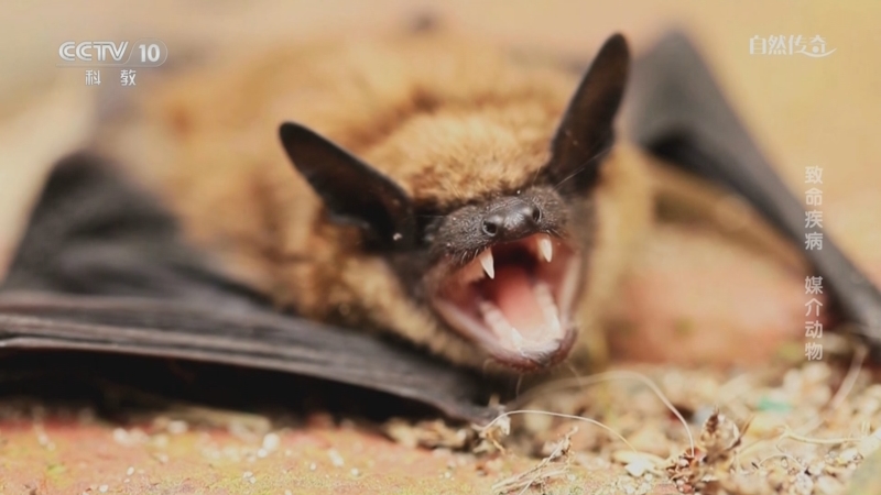 《自然传奇》 20251119 致命疾病 媒介动物
