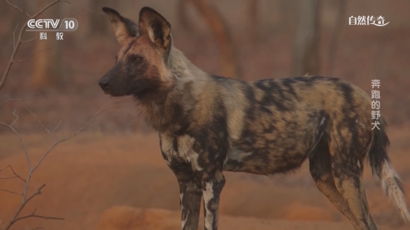 《自然传奇》 20251120 奔跑的野犬