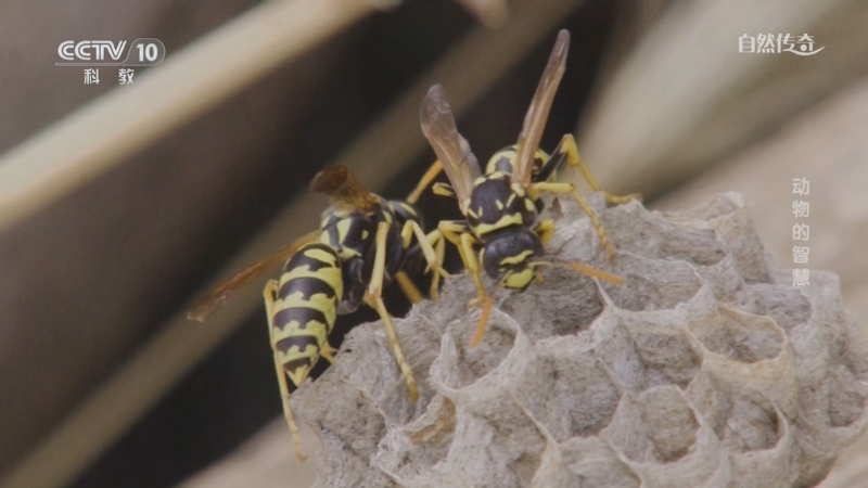 《自然传奇》 20251203 动物的智慧