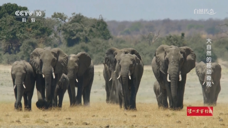 《自然传奇》 20251212 大自然的移动奇观