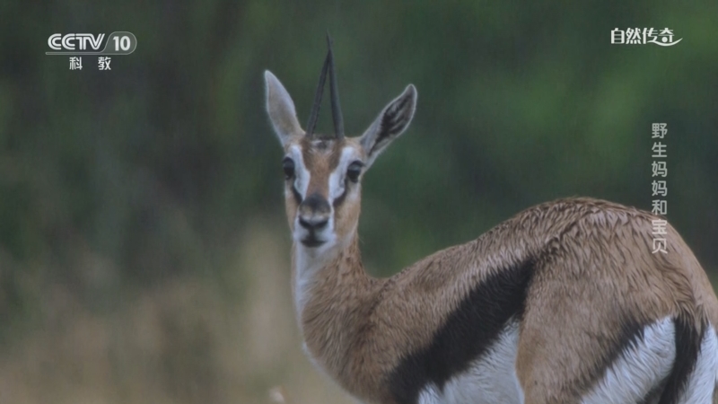 《自然传奇》 20251214 野生妈妈和宝贝