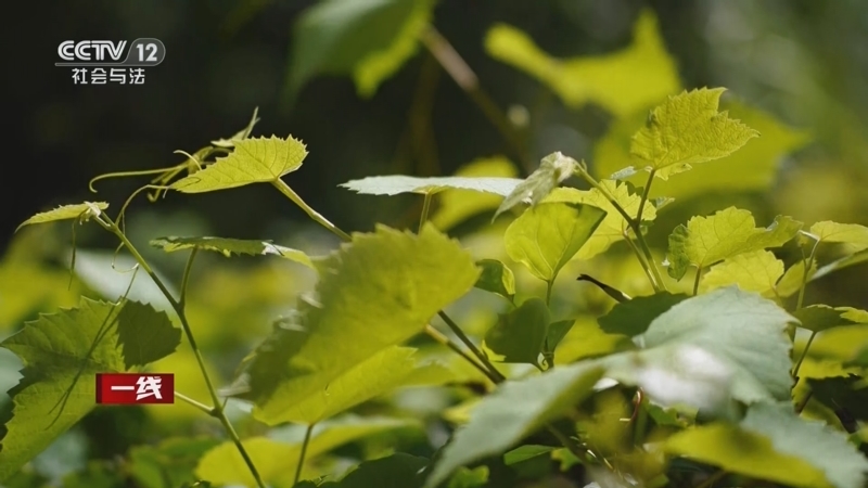 《一线》 20251216 是保姆 是妈妈