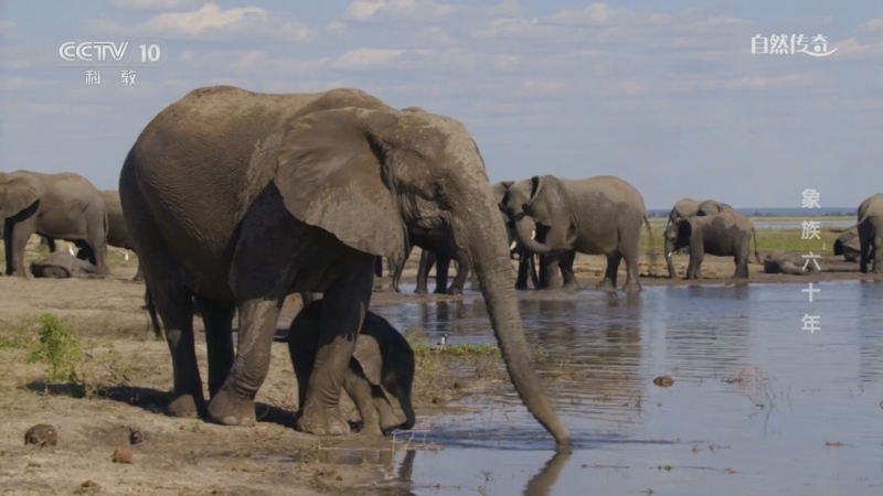 《自然传奇》 20251216 象族六十年