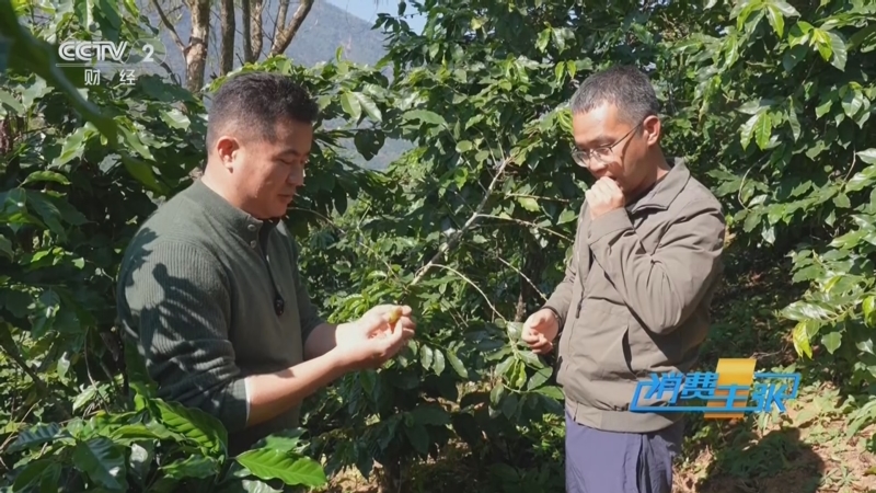 《消费主张》 20251216 云南咖啡蝶变：从廉价原料进阶市场宠儿
