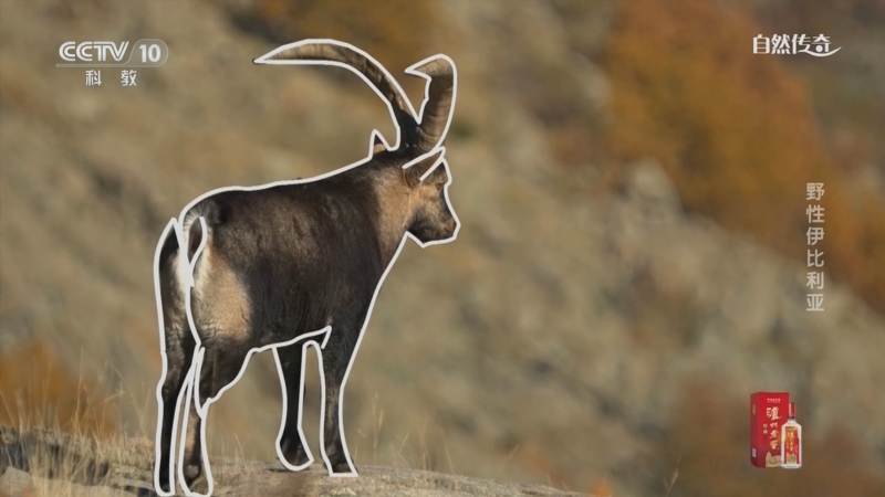 《自然传奇》 20251219 野性伊比利亚