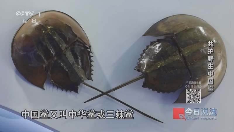 《今日说法》 20260610 “世界海洋日”特别策划 共护野生中国鲎