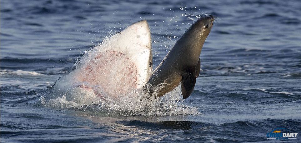 com_mongol home page