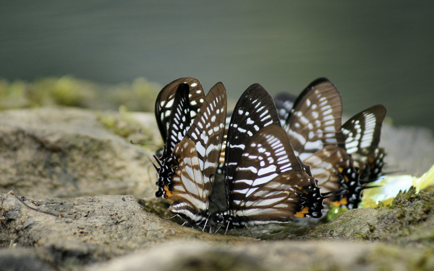 从早期胶片到当今数码累计十多万张底片,拍摄收集贵州境内蝴蝶种类近