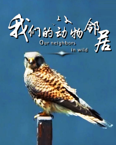 央视网_世界就在眼前