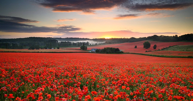 英国:虞美人花海与朝霞辉映