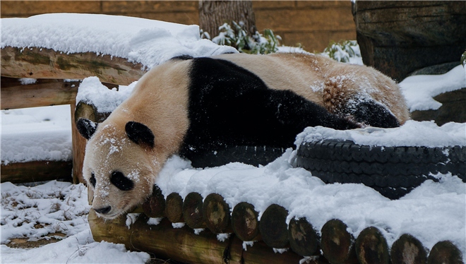 熊猫雪地撒欢萌态十足 国宝也忍不住要耍宝