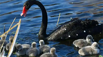 圆明园新晋“顶流”八只小黑天鹅火出圈