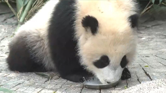 初见“曼兰崽”！甘肃首只人工繁育大熊猫亮相