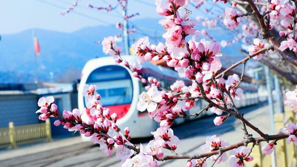 春日“赏花经济”解锁“花式”新玩法 多元