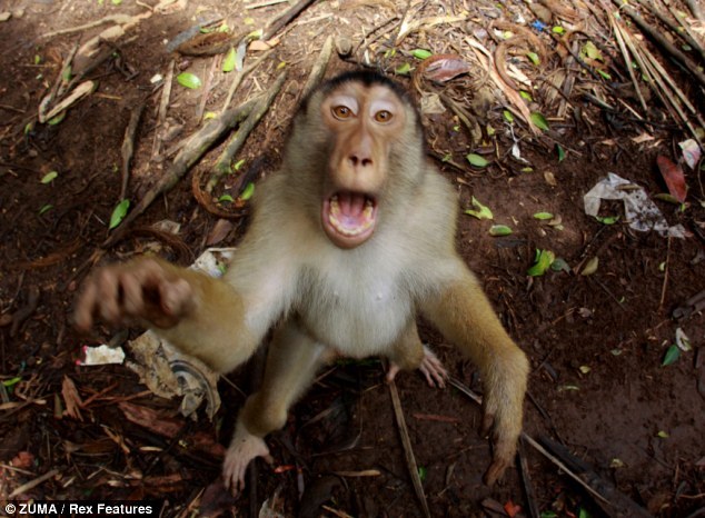 印尼猕猴生气"教训"偷拍摄影师