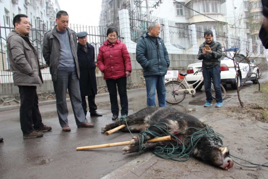 野猪闹市连伤6人 特警用冲锋枪击毙