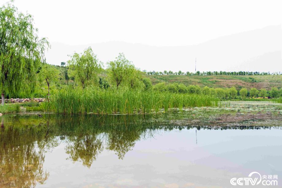 【新时代·幸福美丽新边疆】咬定“青山”不放松 感受青城绿色