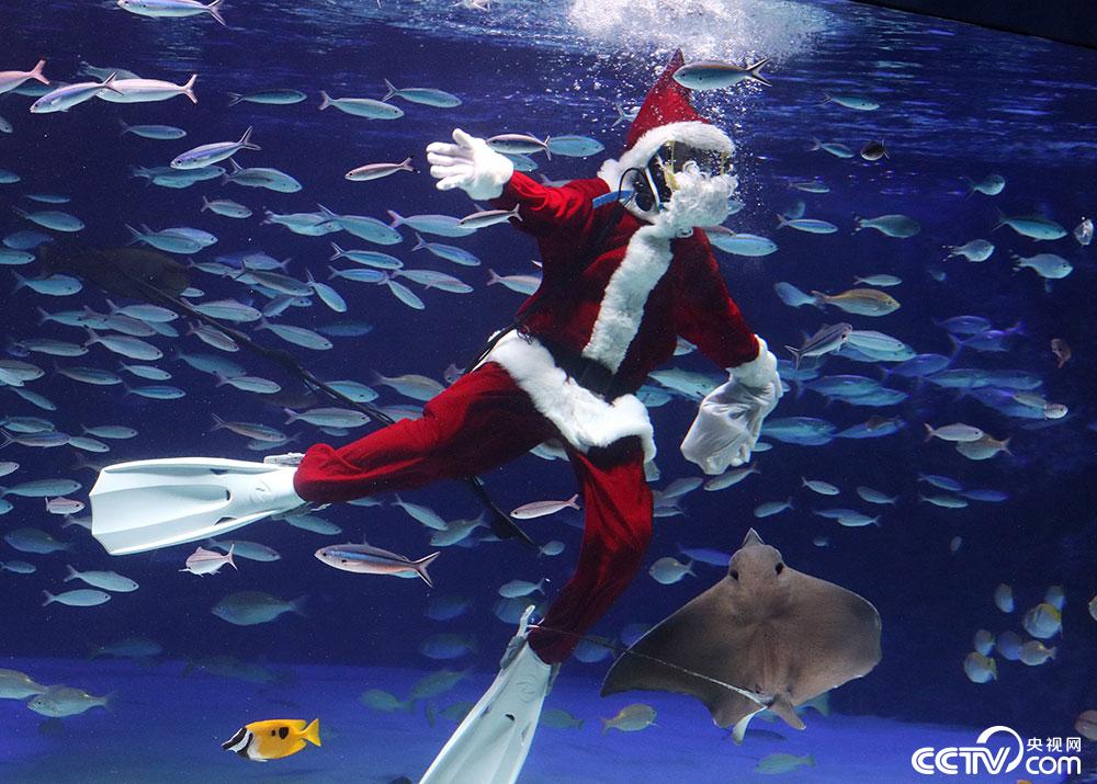 日本东京一水族馆举办特别表演 "圣诞老人"与鱼同游吸引游客