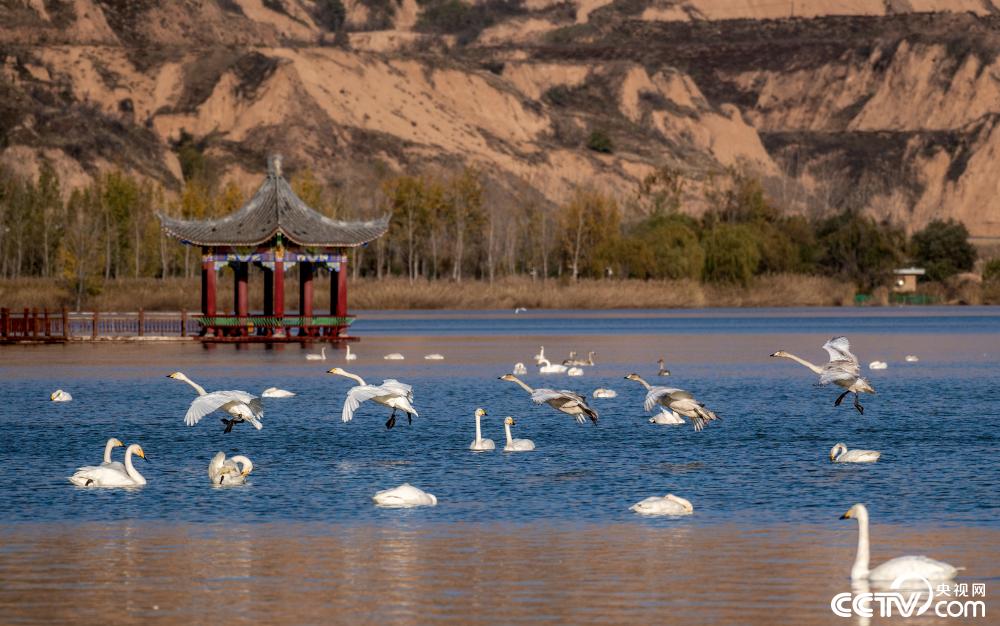 山西圣天湖变身天鹅湖