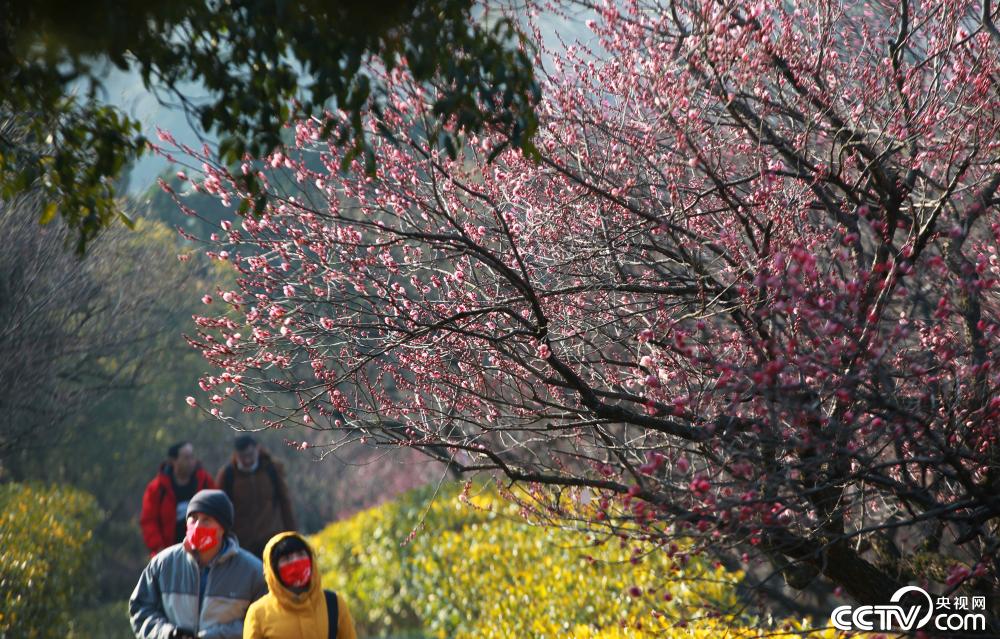 立春时节赏花迎春 新闻 央视网 Cctv Com