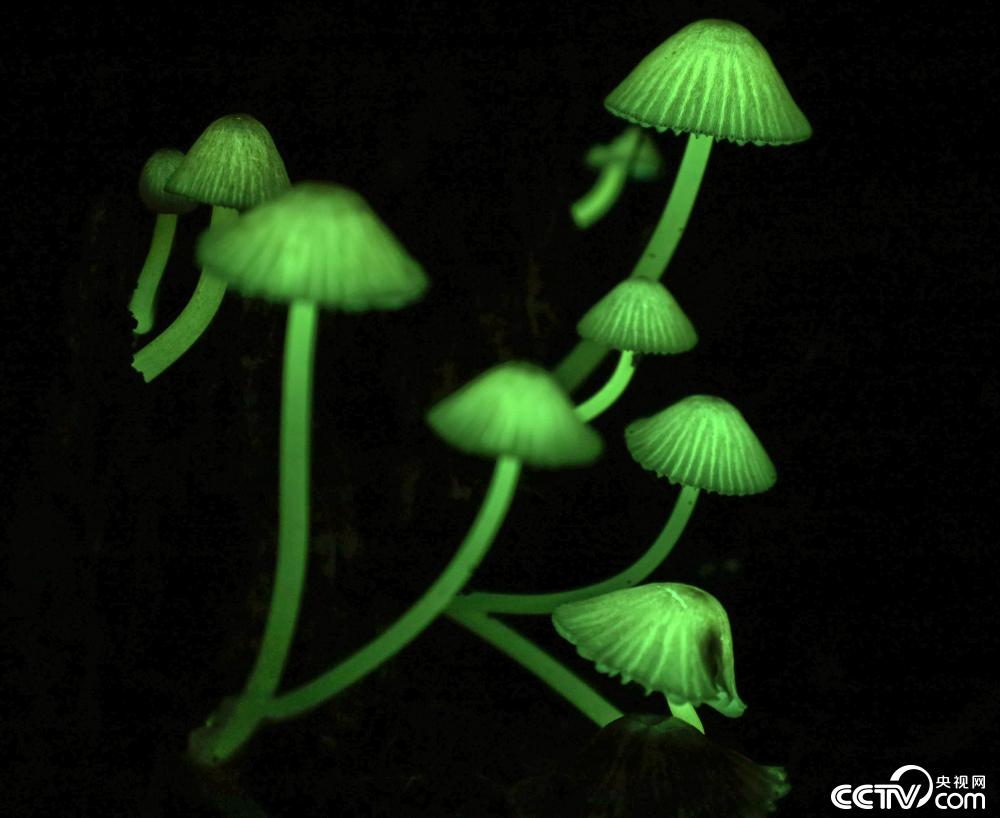 日本和歌山县森林现绿光蘑菇