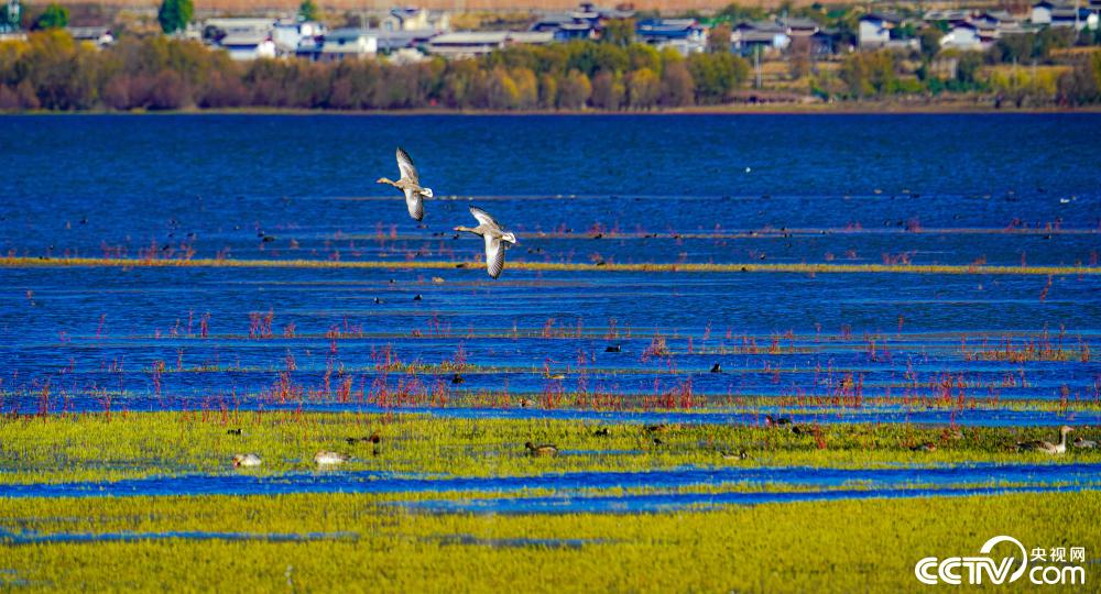 云南丽江拉市海迎来候鸟季