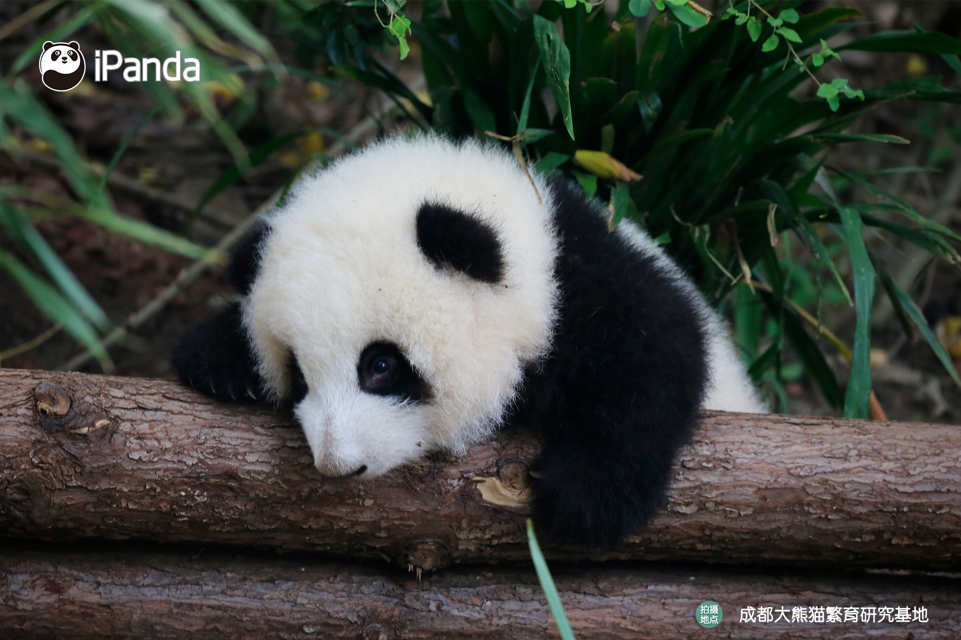 翻不过小木架 我也是最可爱的熊