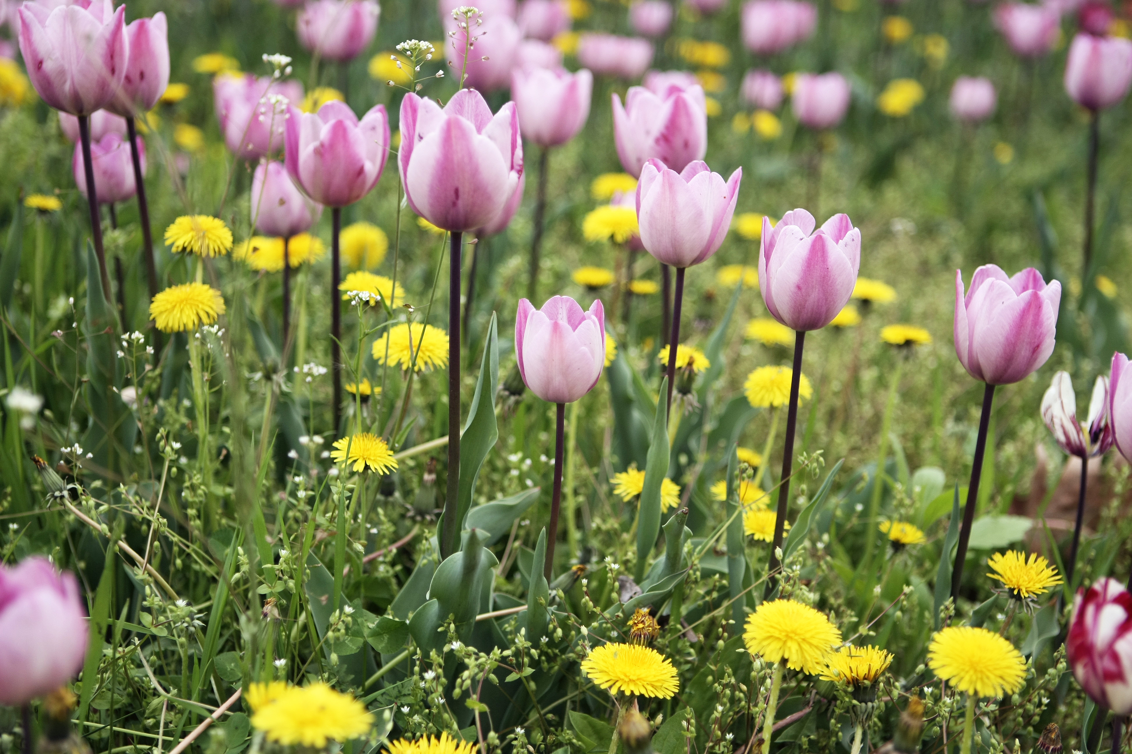 优享资讯 乌克兰郁金香花开