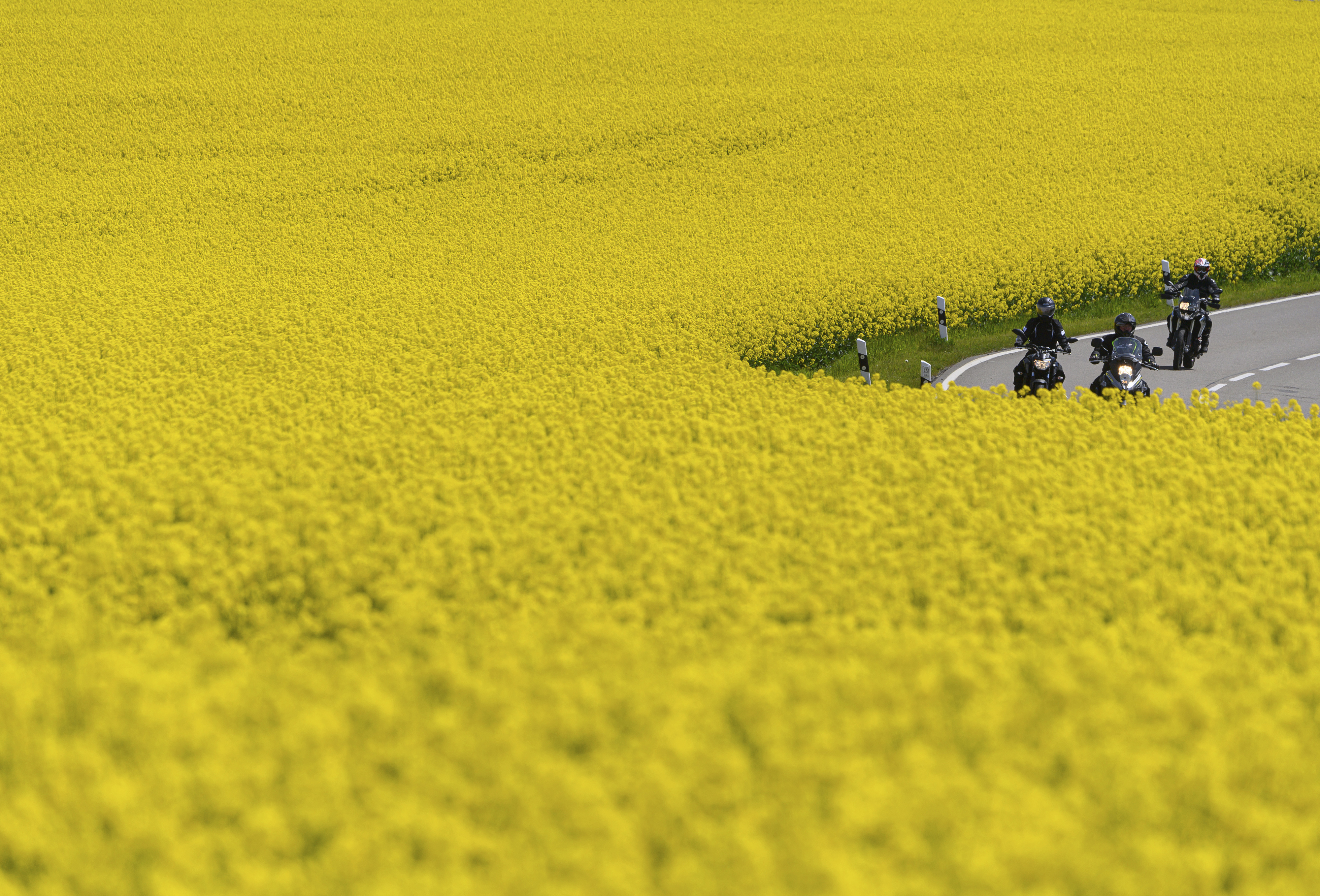 优享资讯 德国 油菜花盛开如金色海洋