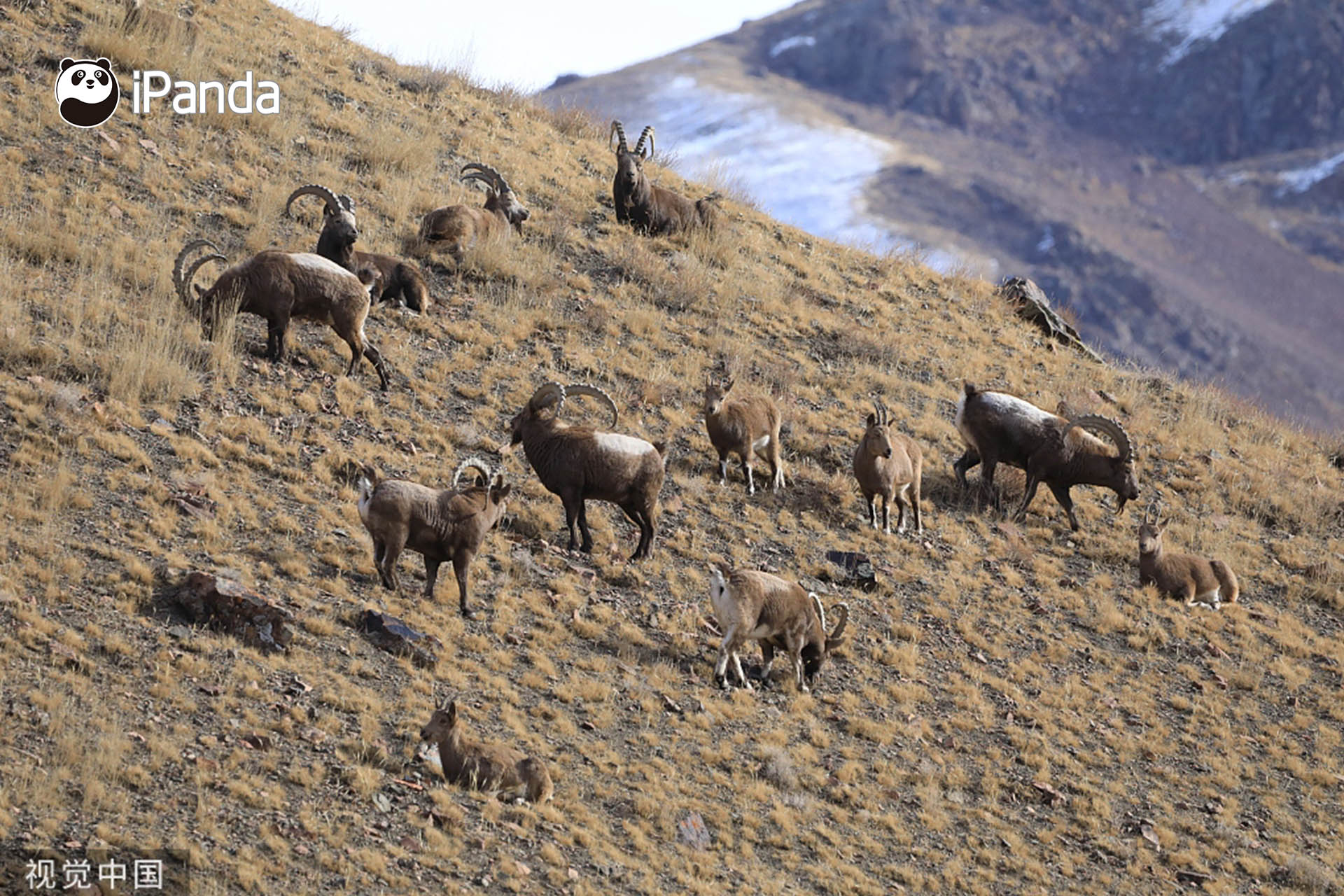 这种羊 雪豹都不敢正面 刚