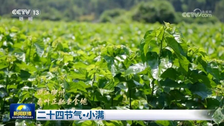 二十四节气·小满