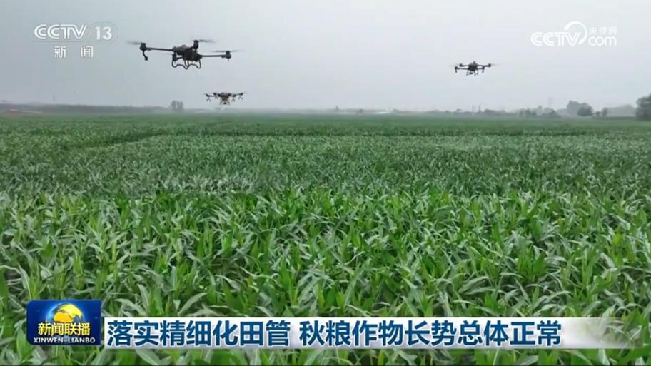 落实精细化田管 秋粮作物长势总体正常