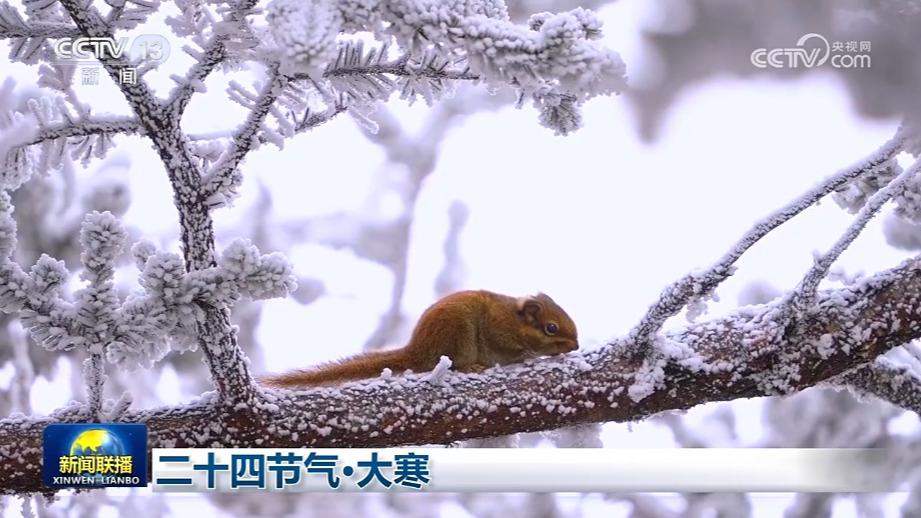 二十四节气·大寒