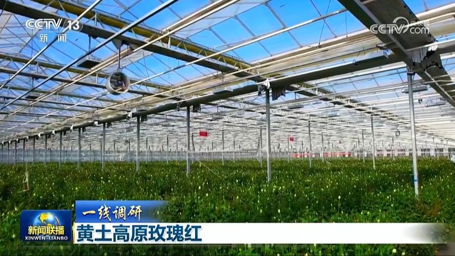 【一线调研】黄土高原玫瑰红