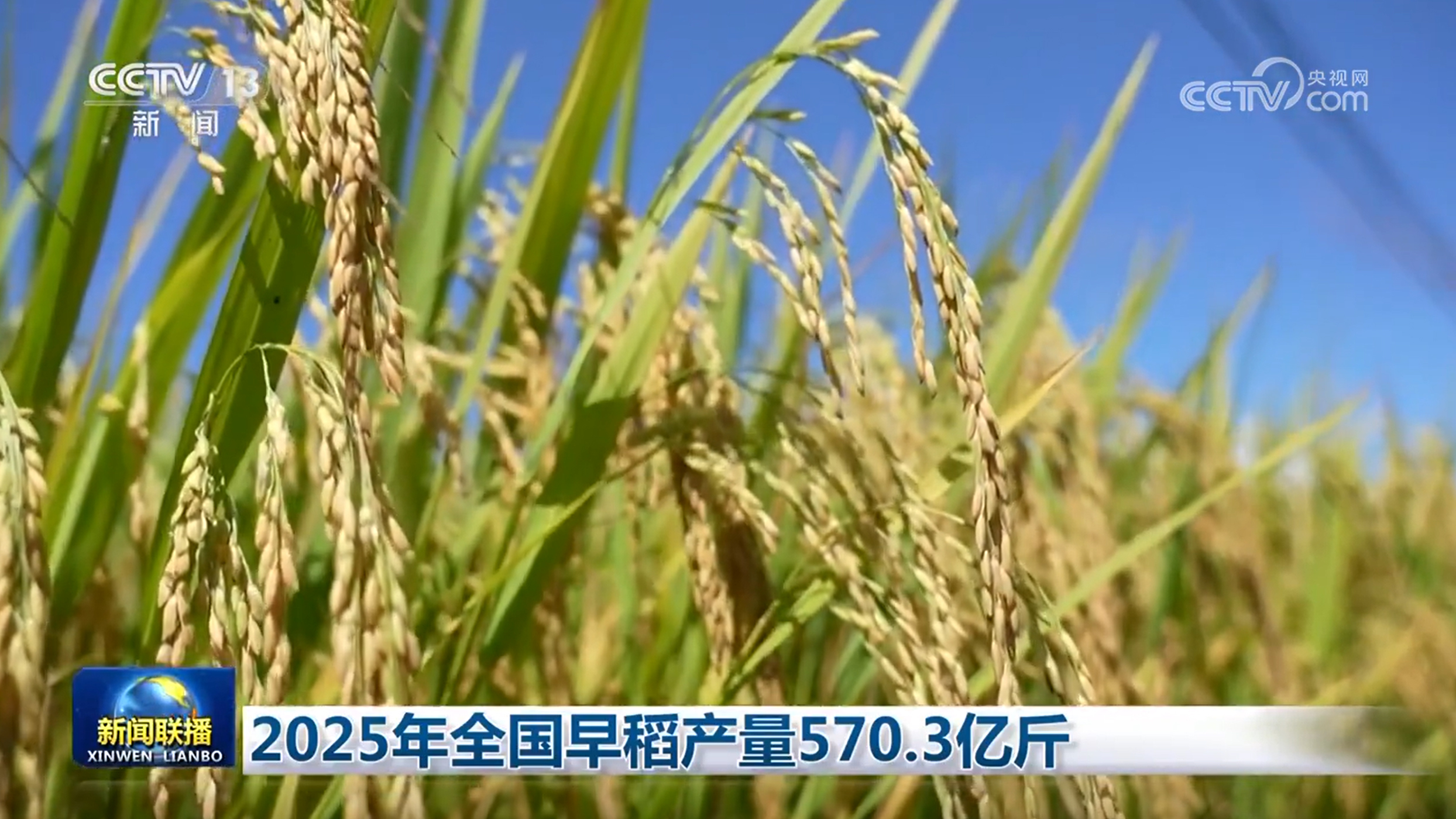 2025年全国早稻产量570.3亿斤